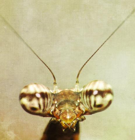 Deroplatys lobata
