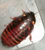 eublaberus_distant2_t1.jpg
