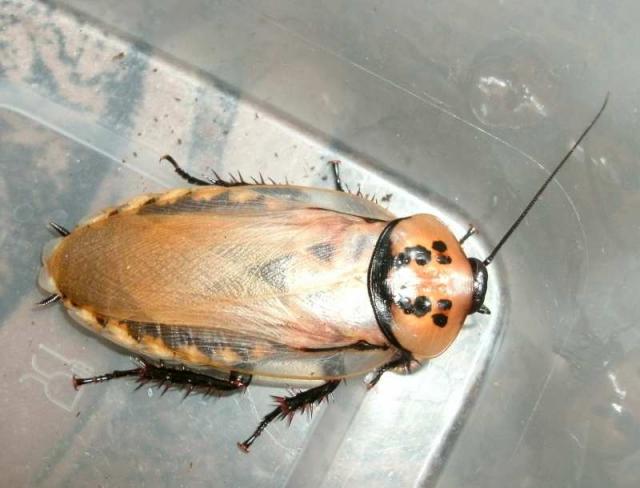 Eublaberus distanti