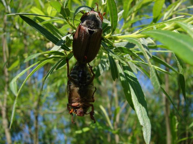 Paprastasis grambuolys