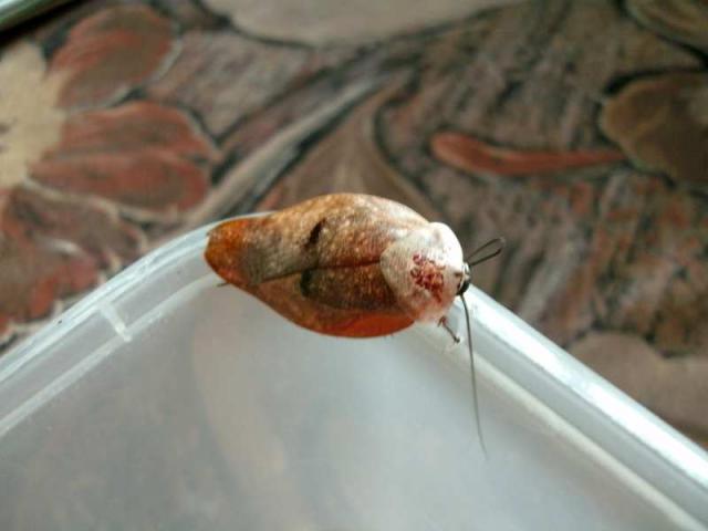 Gyna lurida