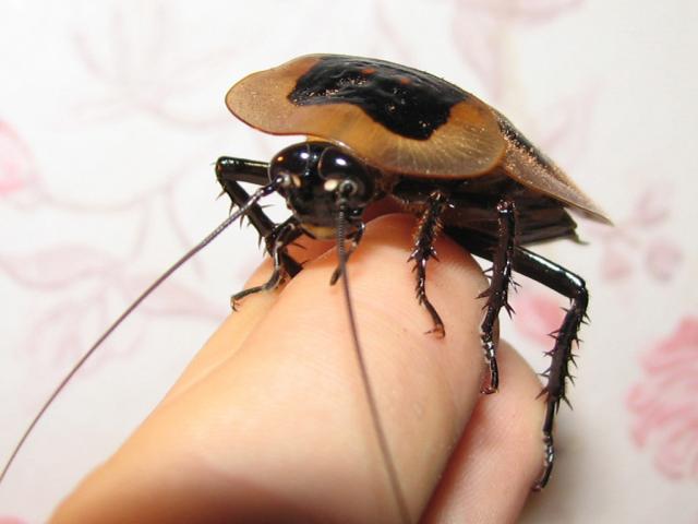 Blaptica dubia