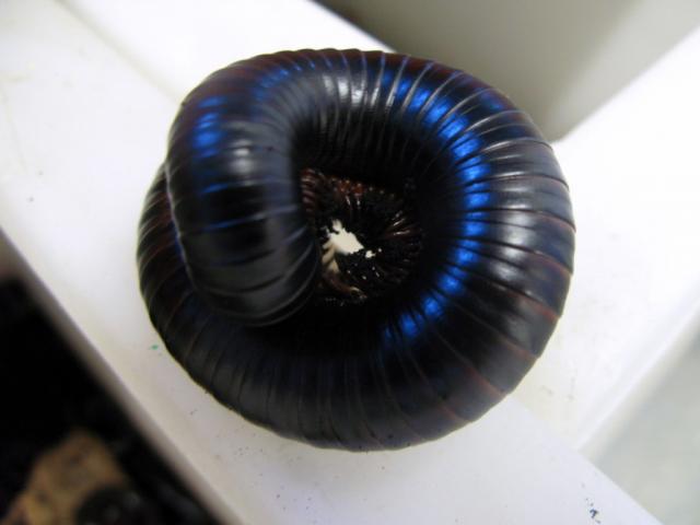 Millipede