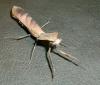 lobata_patin_t1.jpg