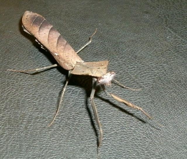 Deroplatys lobata