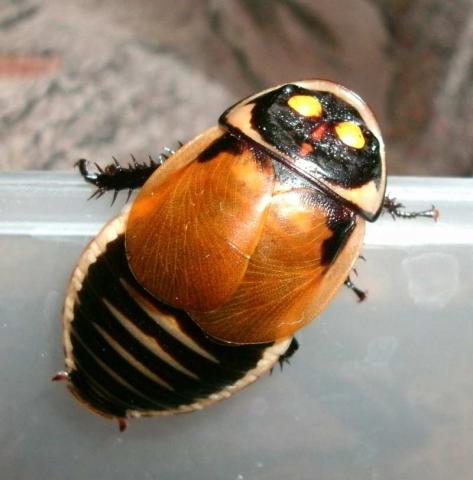 Lucihormetica subcincta = verrucosa
