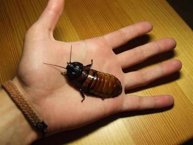 Madagaskaro tarakonas