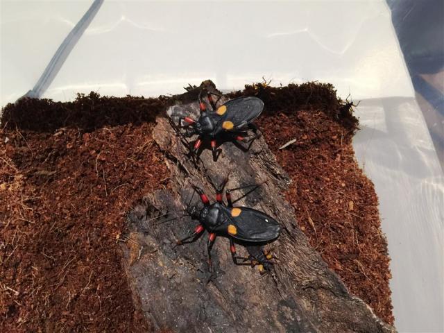 Platymeris sp. Mombo