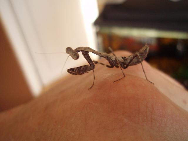 Deroplatys lobata 