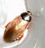 picnosceles_surinamensis_t1.jpg