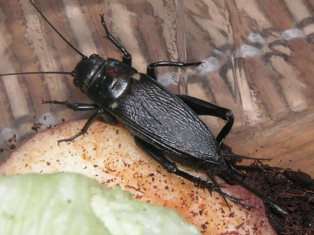 svirplys
