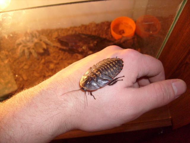 Tarakonka