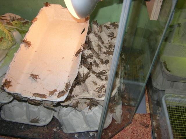 Svirplynas