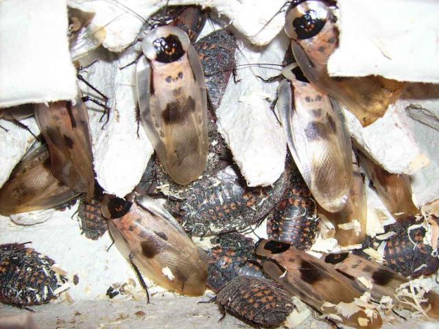 Blaberus giganteus