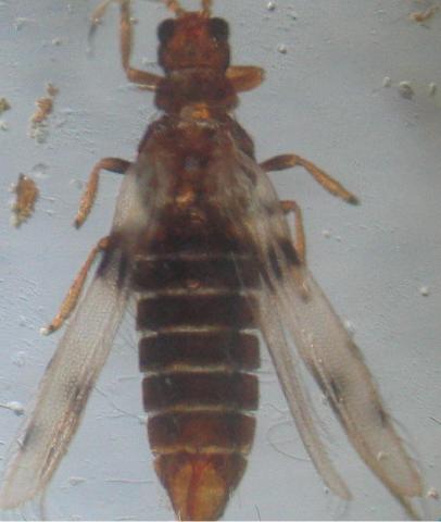 Parazitas