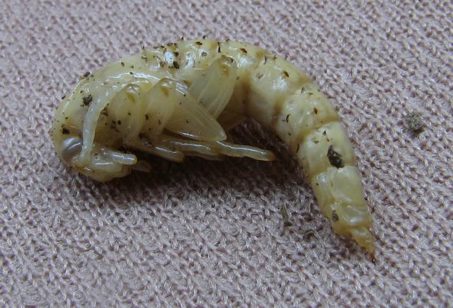 Zoofobo leliuke